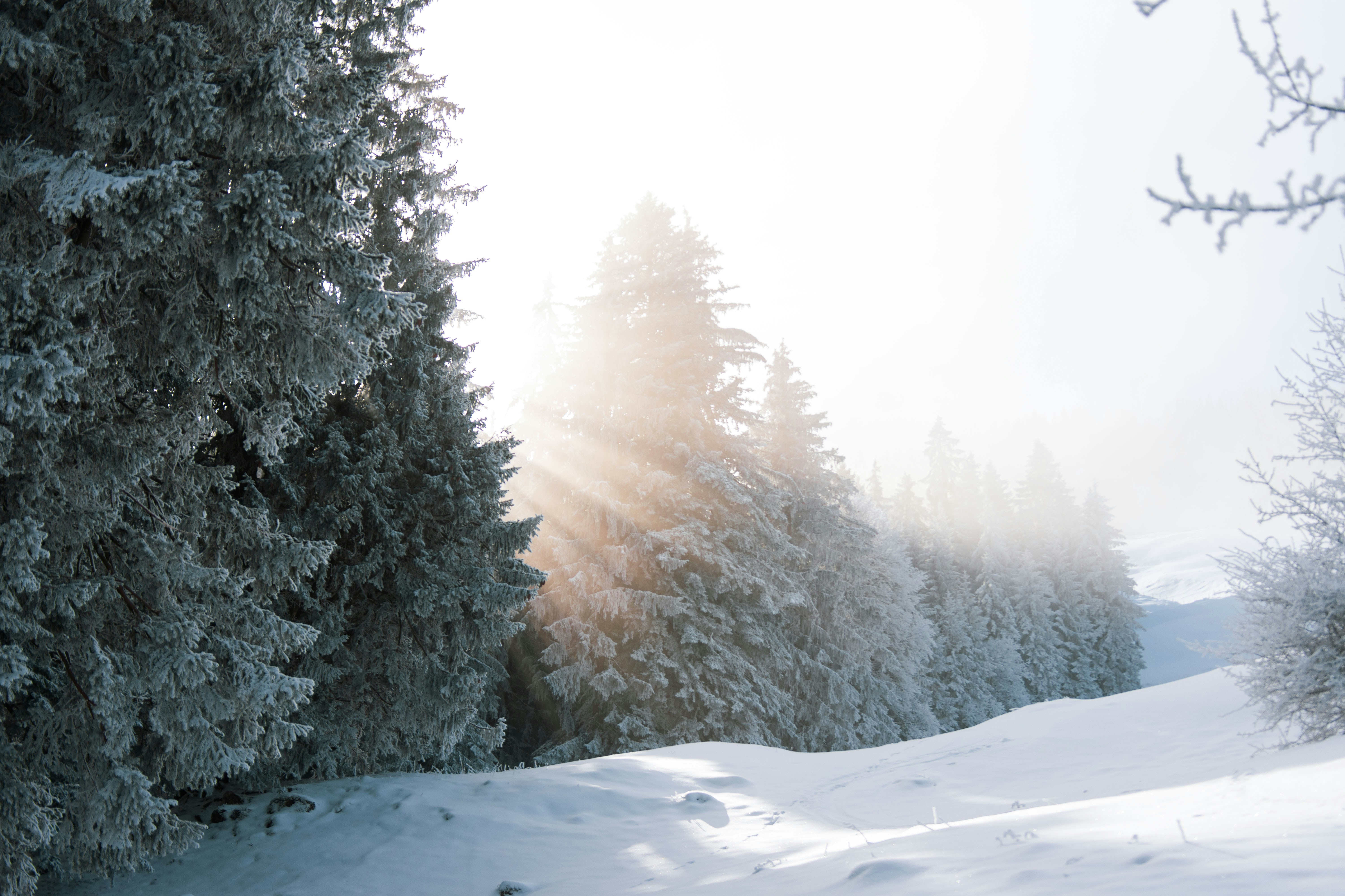 snow covered pine trees during daytime, 