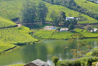 A scenic landscape of lush green tea plantations spread across rolling hills. Small white houses are scattered throughout the fields, surrounded by tall trees. A calm lake reflects the greenery and trees, adding a sense of tranquility to the scene.