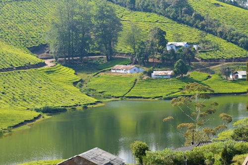 A scenic landscape of lush green tea plantations spread across rolling hills. Small white houses are scattered throughout the fields, surrounded by tall trees. A calm lake reflects the greenery and trees, adding a sense of tranquility to the scene.