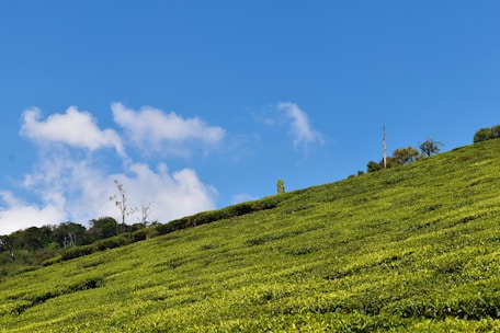 A lush green tea plantation in Burundi under a bright blue sky.