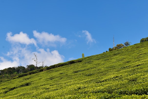 A lush green coffee plantation in Veracruz under a clear blue sky.