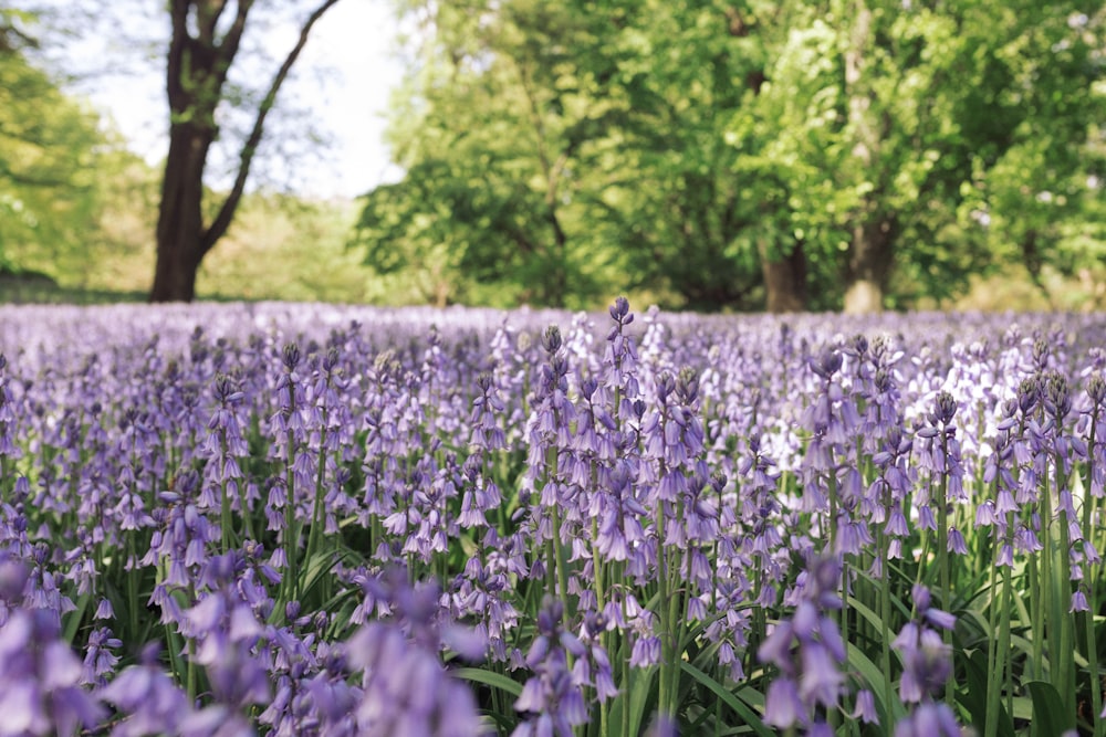 purple flower field during daytime