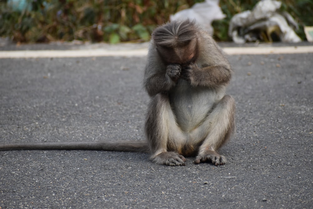 Foto de mono marrón sentado en una carretera de hormigón gris durante el  día – Imagen gratuita Gris en Unsplash