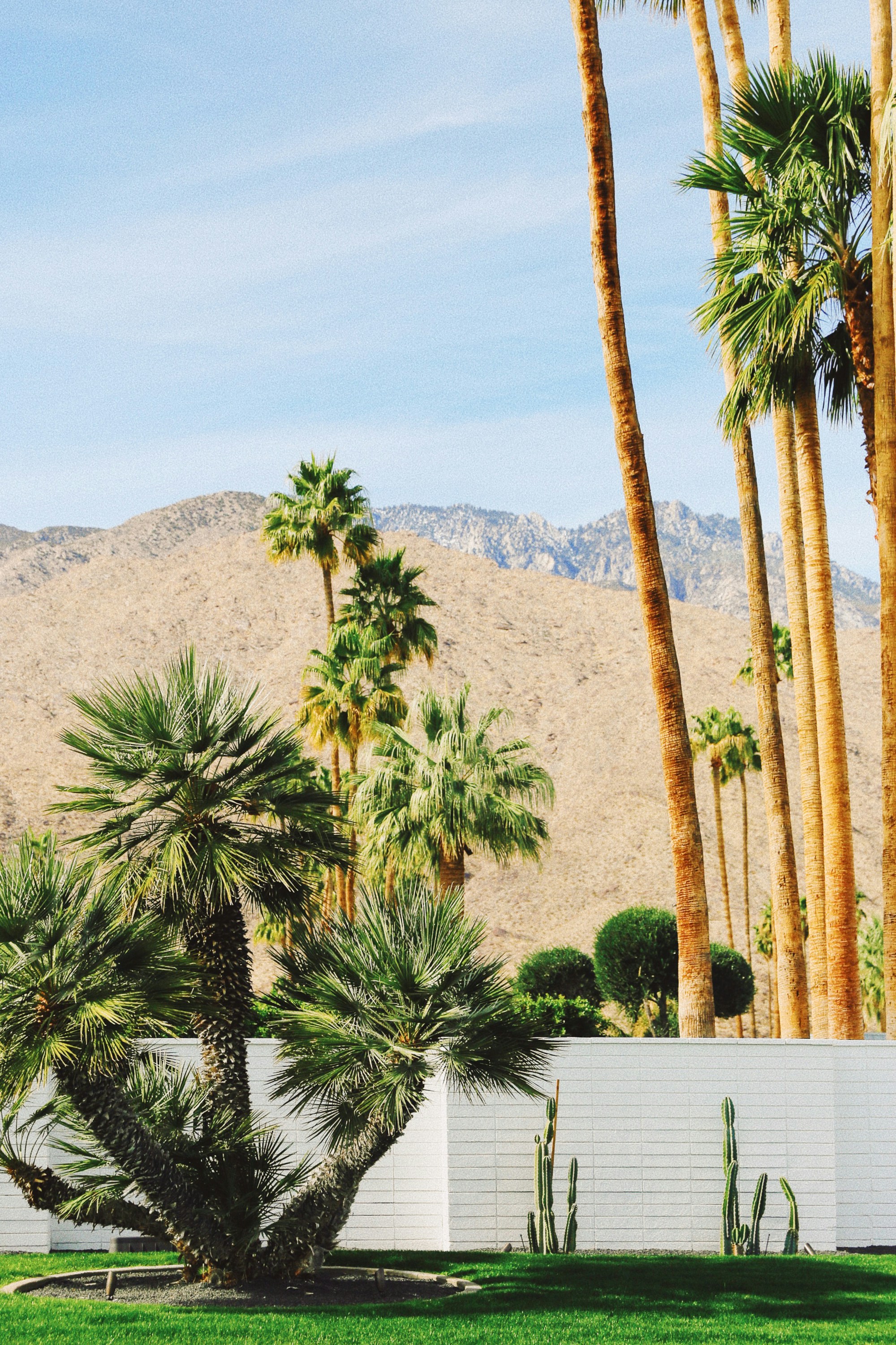green palm tree near mountain during daytime