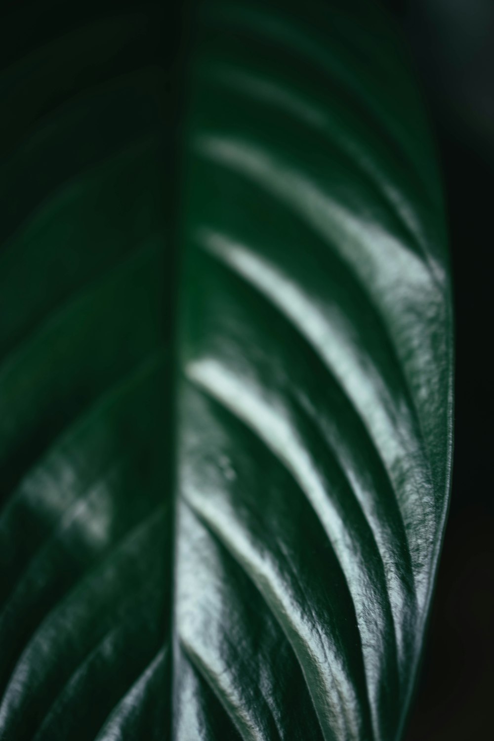 green leaf in close up photography