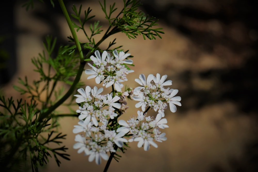 white flowers in tilt shift lens