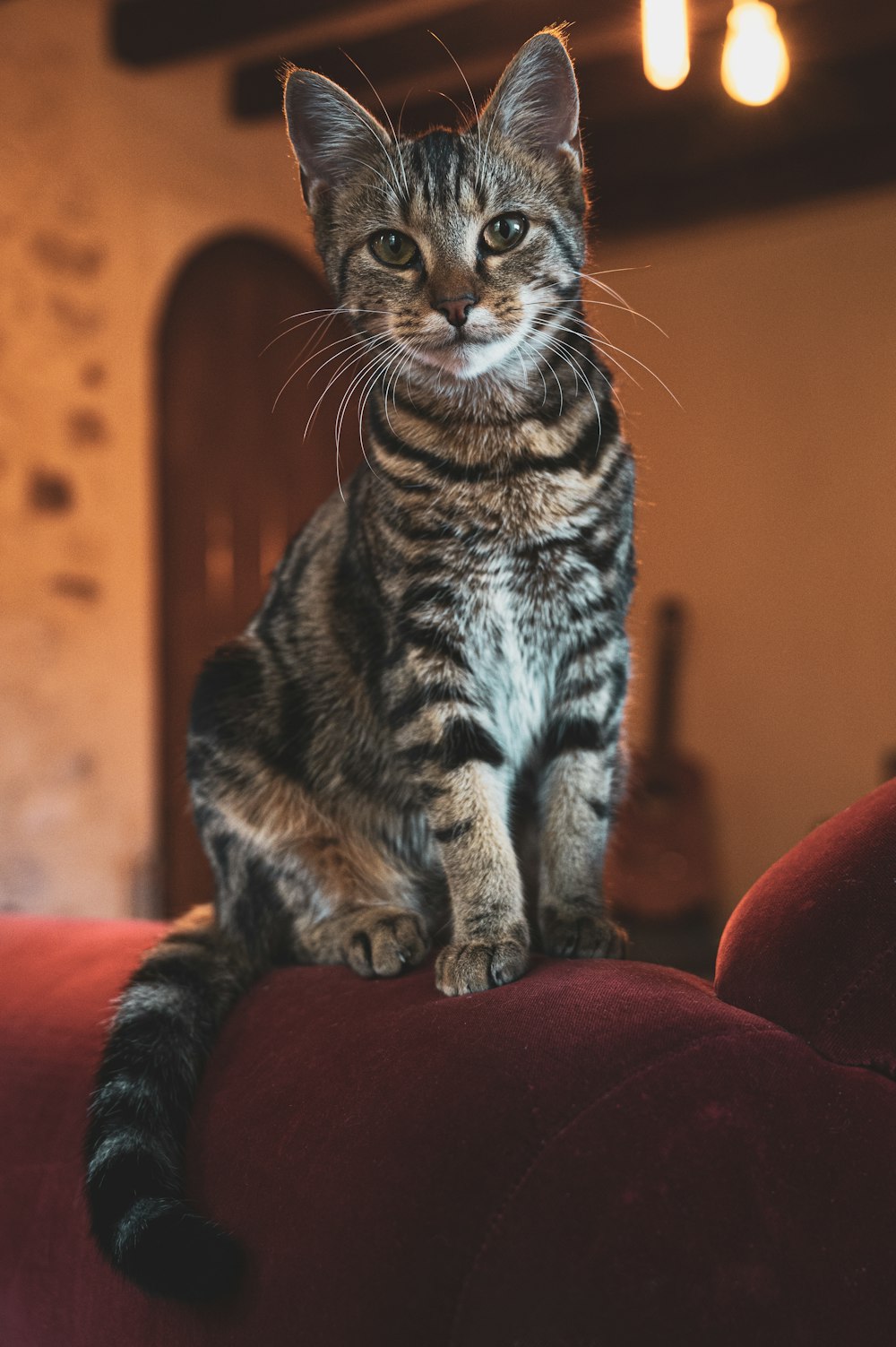 brown tabby cat sitting on red sofa