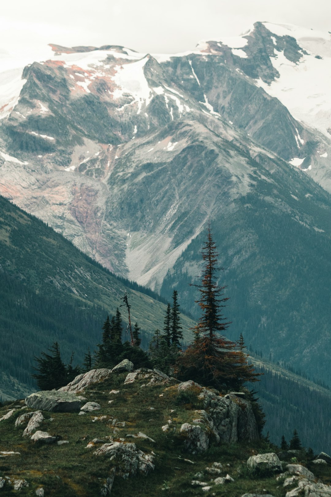 green pine trees on rocky mountain during daytime