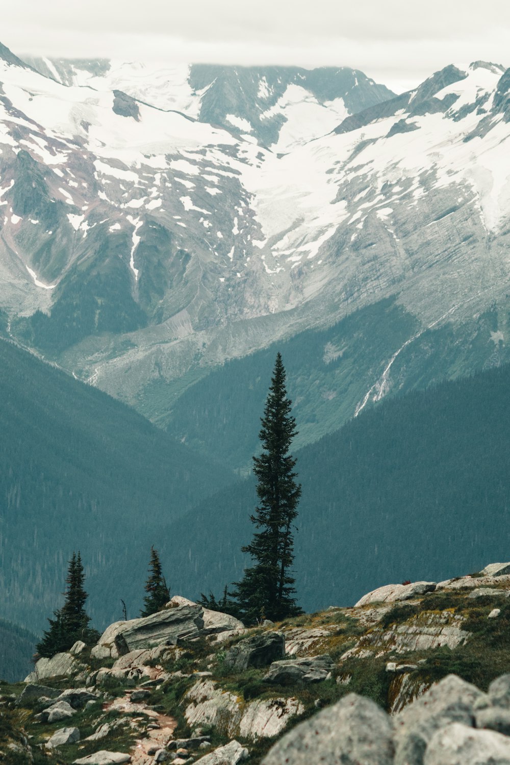 green pine trees on mountain during daytime