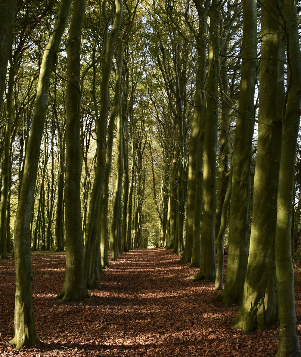 brown pathway between green trees during daytime