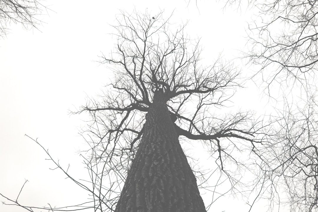 grayscale photo of bare tree