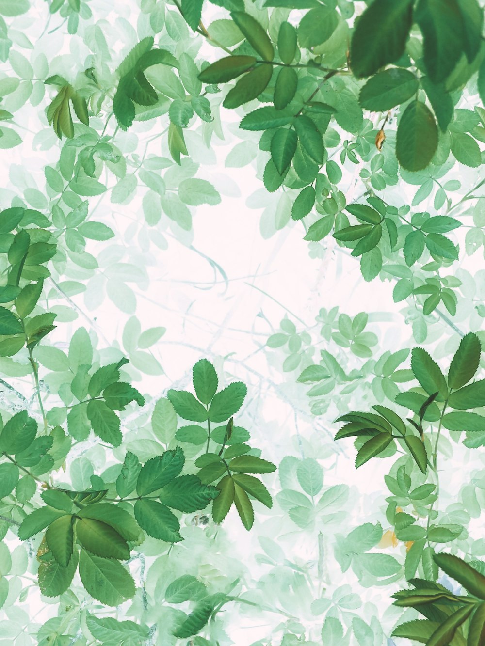 feuilles vertes sur fond blanc