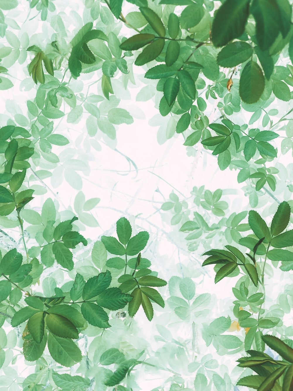 green leaves on white background