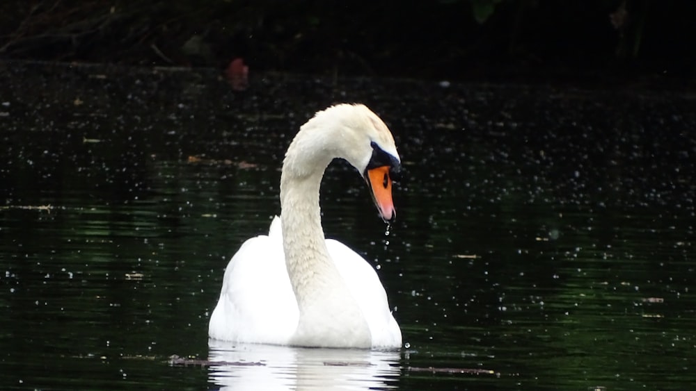 white swan on water during daytime