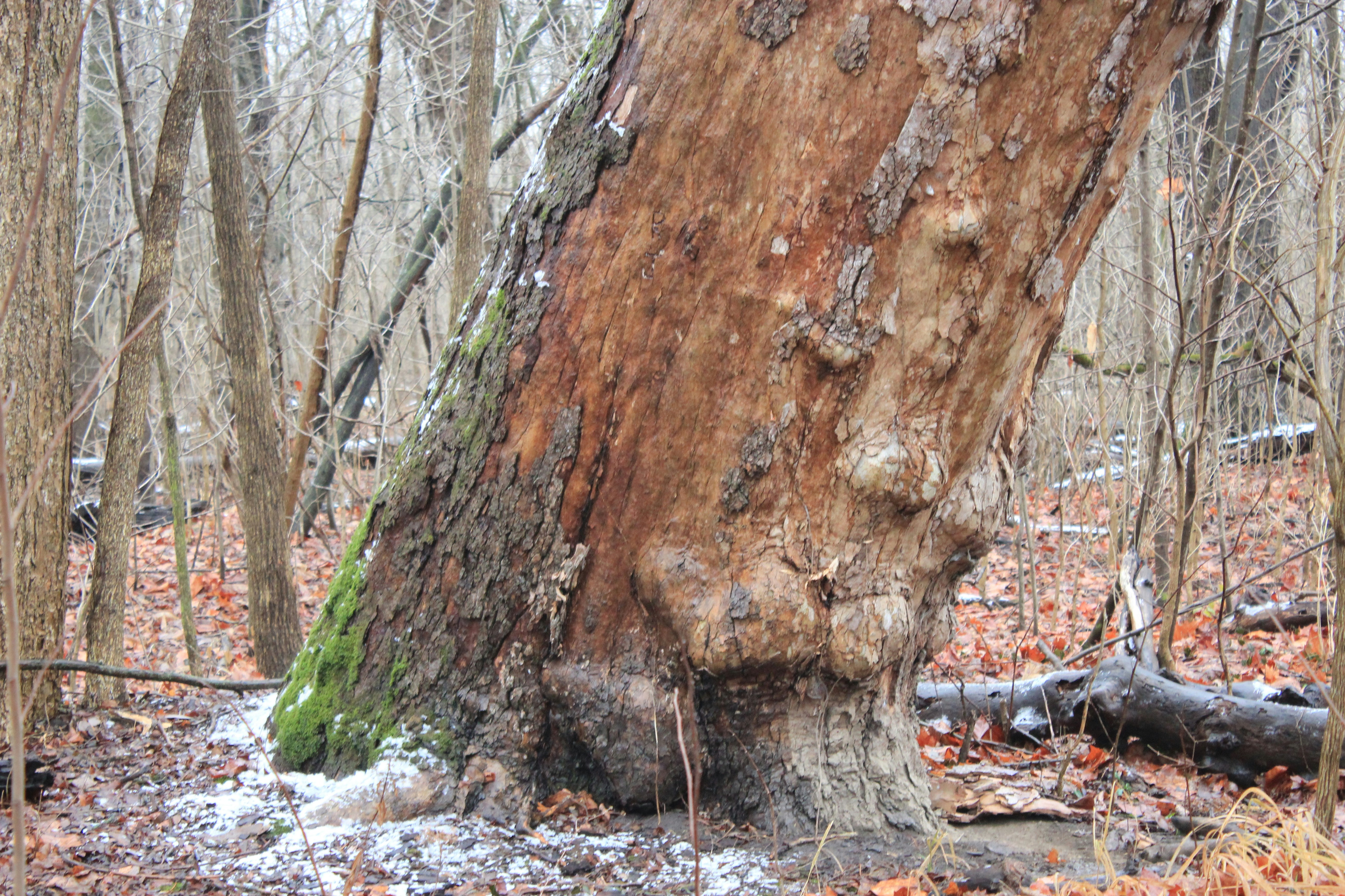 Photo by mrgreatheart