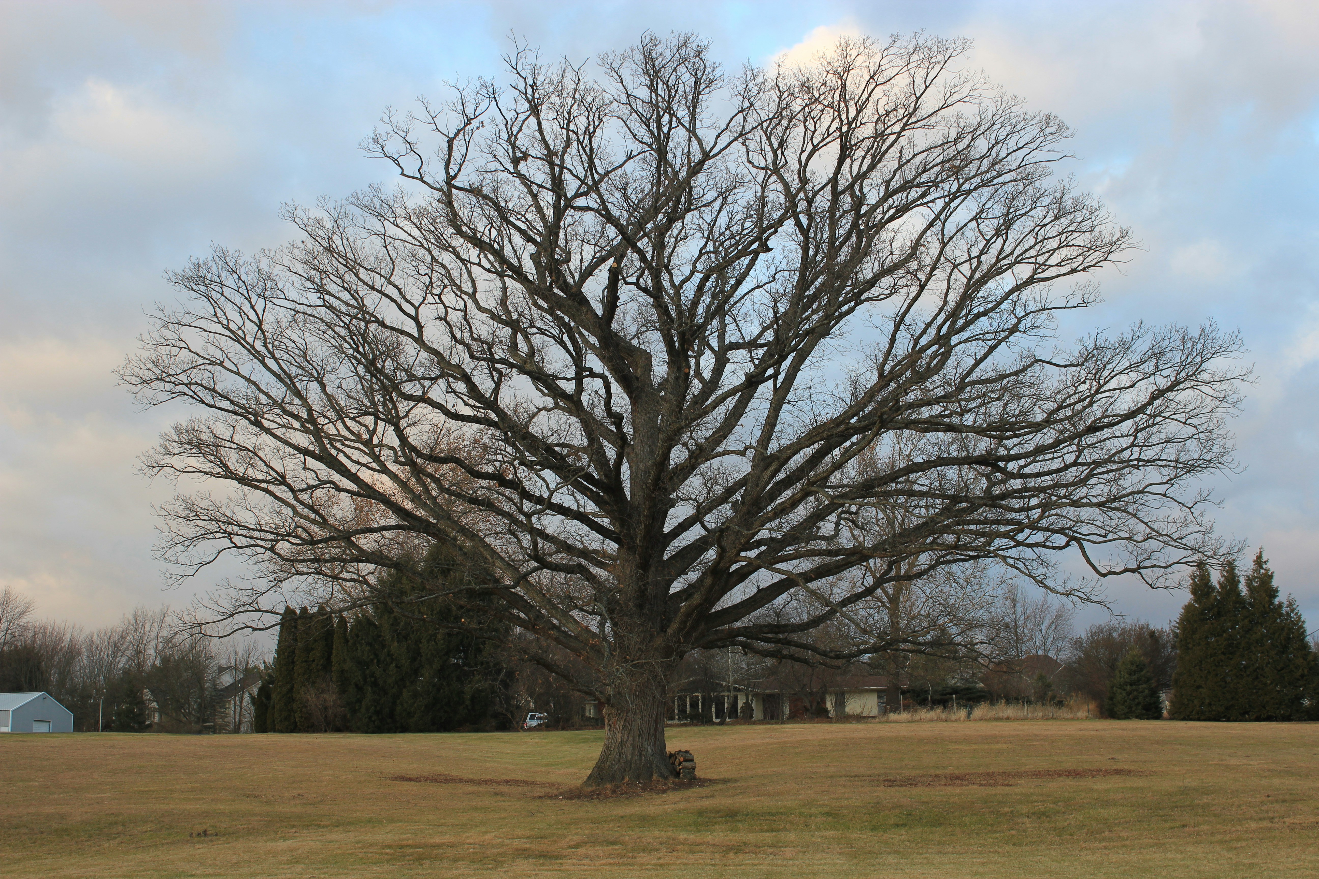 Photo by mrgreatheart