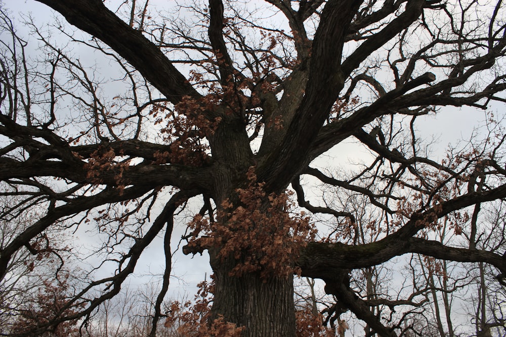 brown bare tree under blue sky during daytime