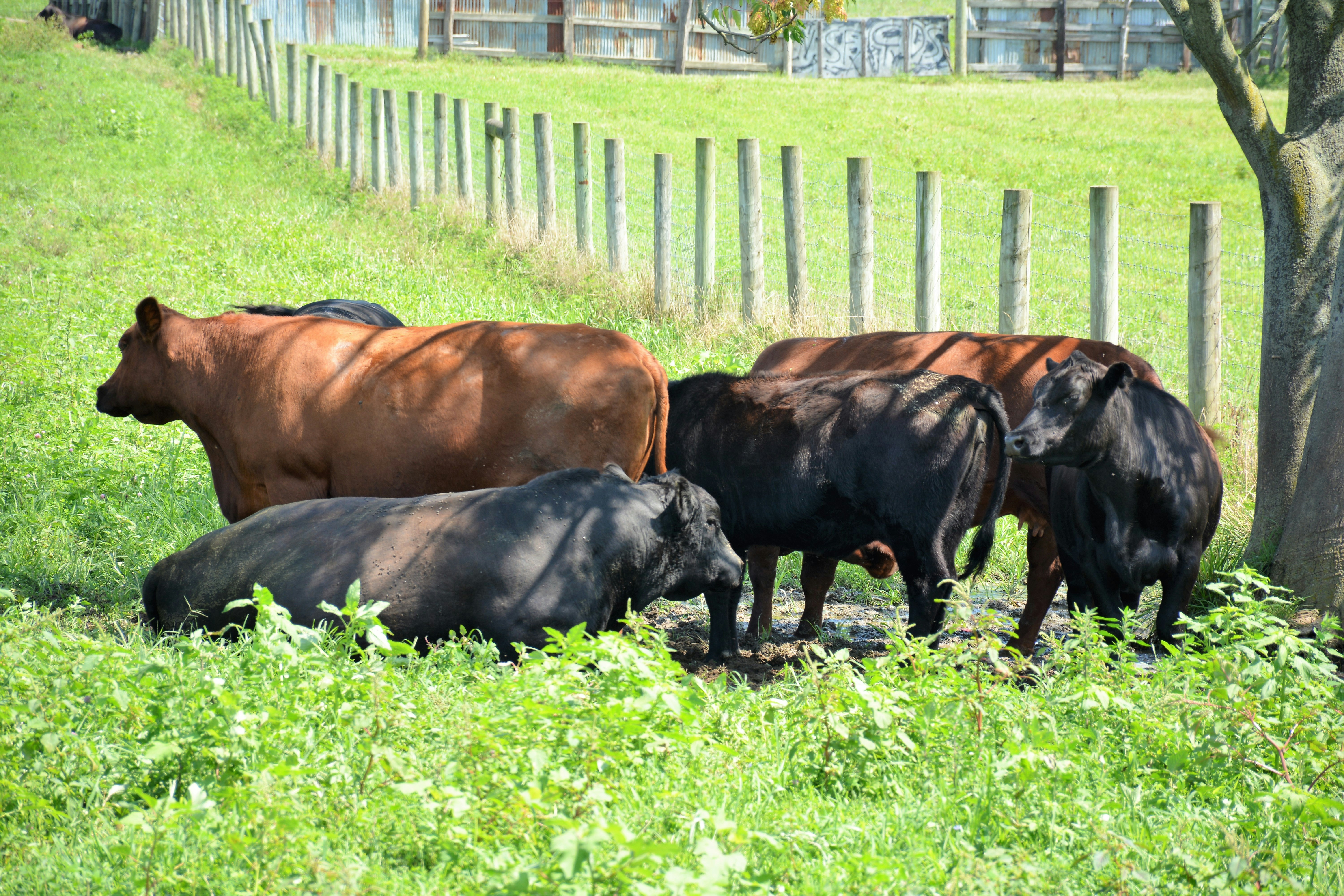 Economic Implications of Environmental Regulations (image credits: unsplash)