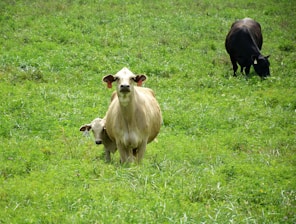 A serene dairy farm scene showing healthy cows grazing near a barn with fresh organic feed scattered nearby.