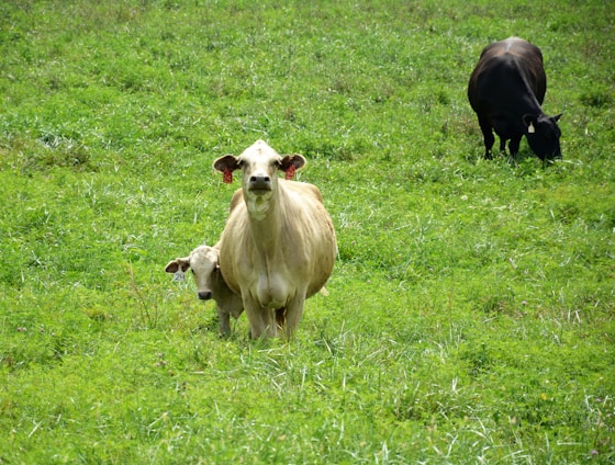 A serene dairy farm scene showing healthy cows grazing near a barn with fresh organic feed scattered nearby.