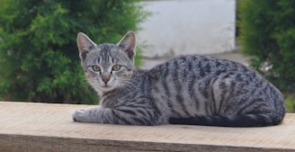 silver tabby cat lying on brown wooden table