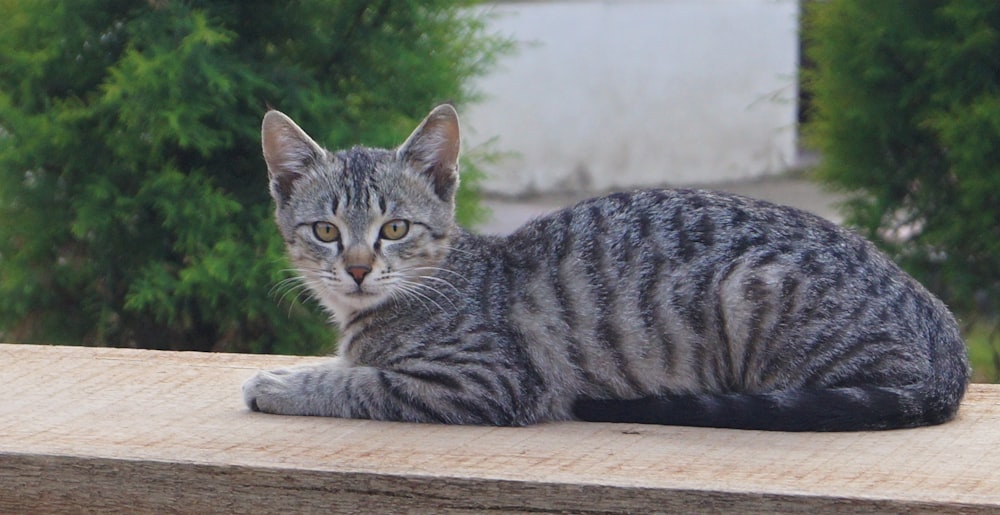 silver tabby cat lying on brown wooden table