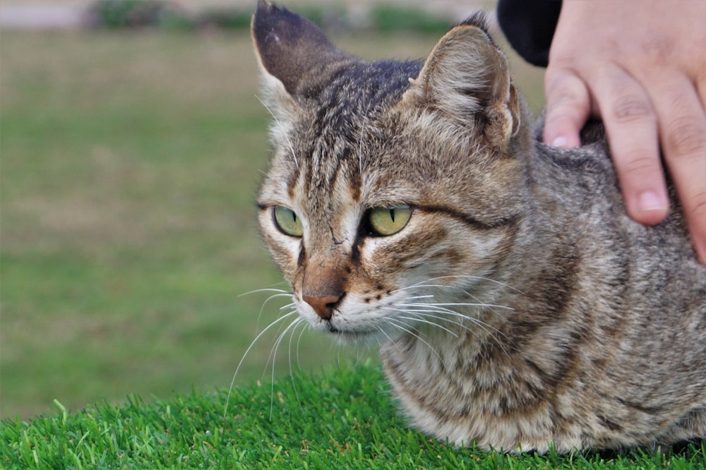 日中の緑の芝生の上の茶色のぶち猫