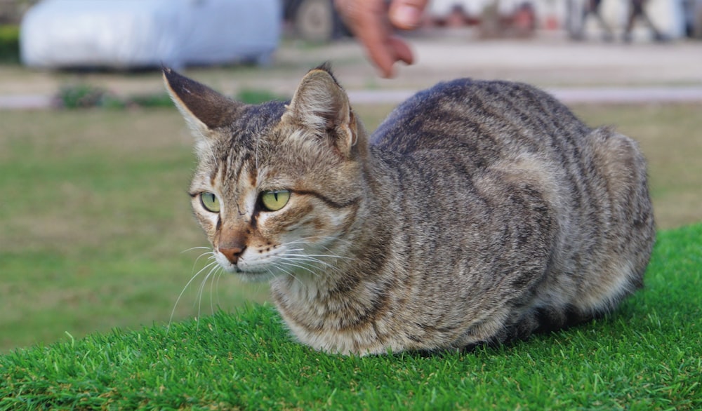 brown tabby cat on green grass during daytime