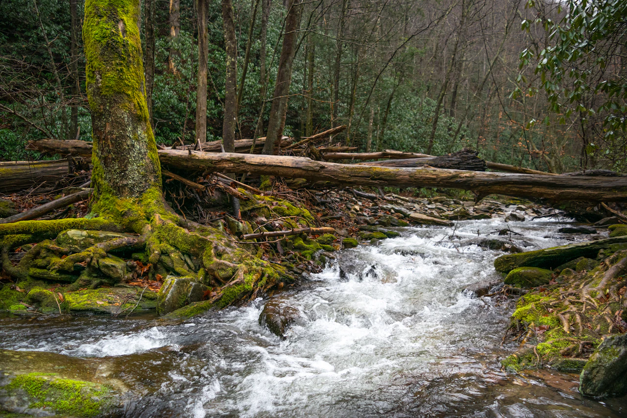 Mountain stream running past a mossy fallen log