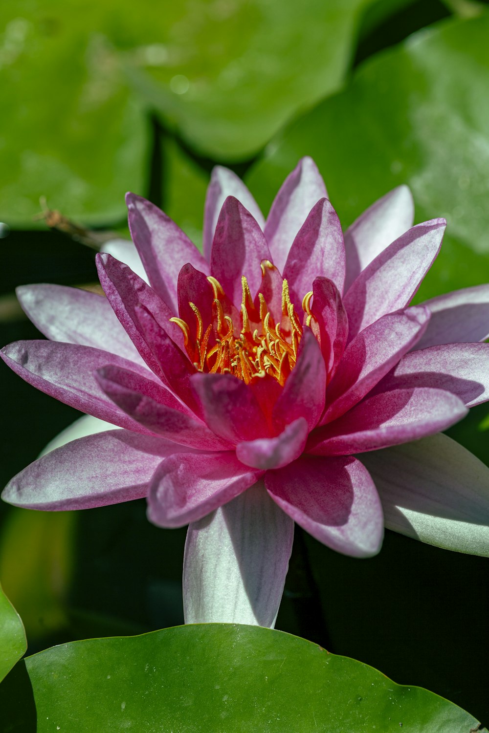 fleur de lotus pourpre en fleurs pendant la journée