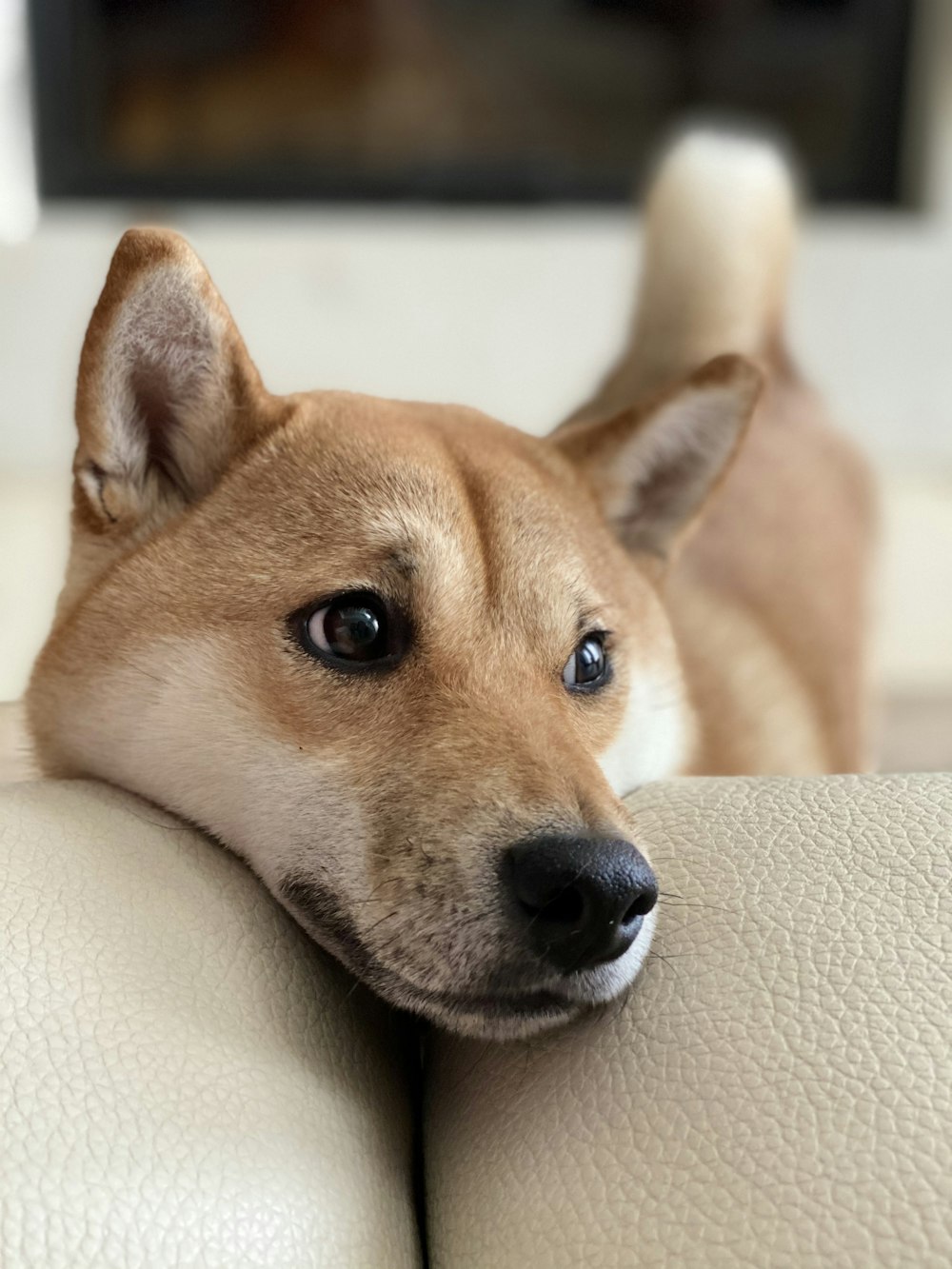 brown and white short coated dog