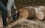 A person is using a chainsaw to cut through logs that are placed on a grassy surface. Sawdust is scattered around the freshly cut pieces of wood. The person is wearing jeans, a light-colored jacket, and sturdy boots.