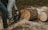 A person is using a chainsaw to cut through logs that are placed on a grassy surface. Sawdust is scattered around the freshly cut pieces of wood. The person is wearing jeans, a light-colored jacket, and sturdy boots.
