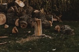 A pile of chopped logs scattered on grassy ground with a single upright log in the center. The background is dominated by a thick, dark green hedge, and there are wood shavings around the logs, indicating recent cutting.
