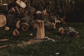 Wood chips piled neatly next to a freshly ground stump with green grass around.