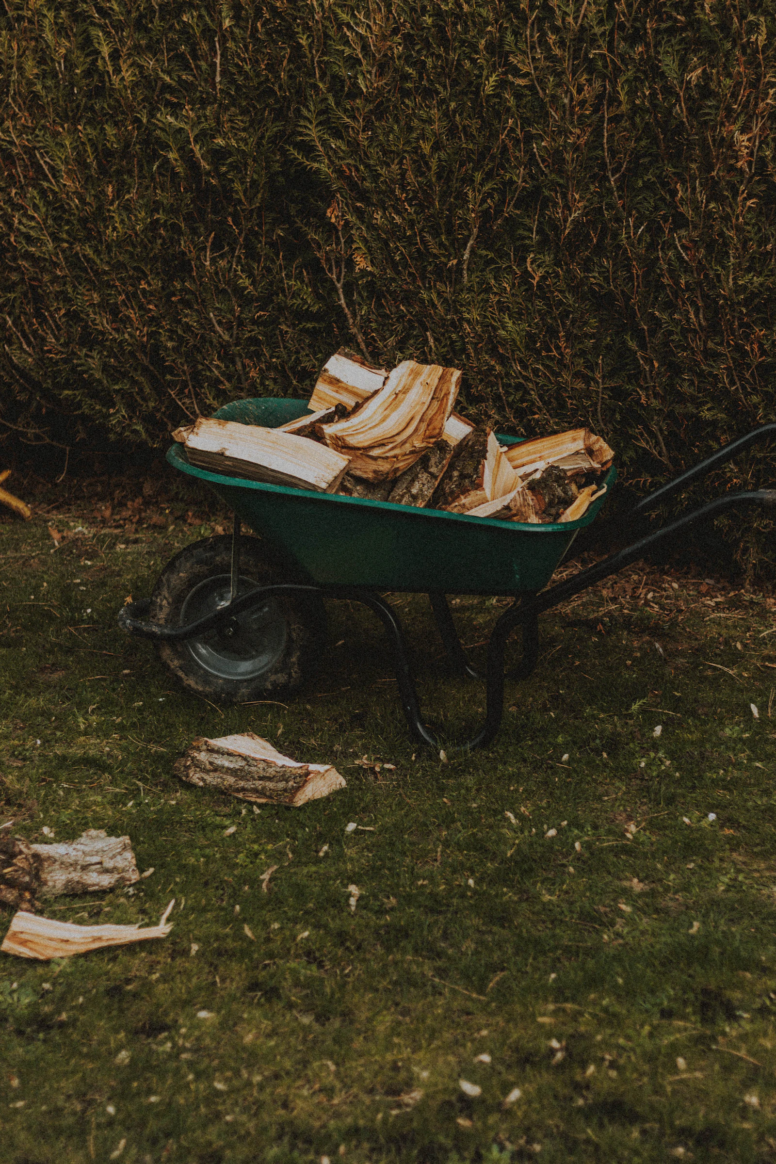 Wheelbarrow filled with fallen garden leaves