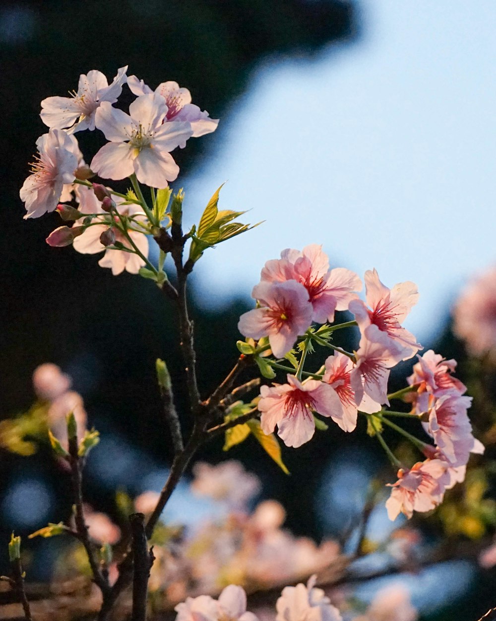 pink and white flowers in tilt shift lens