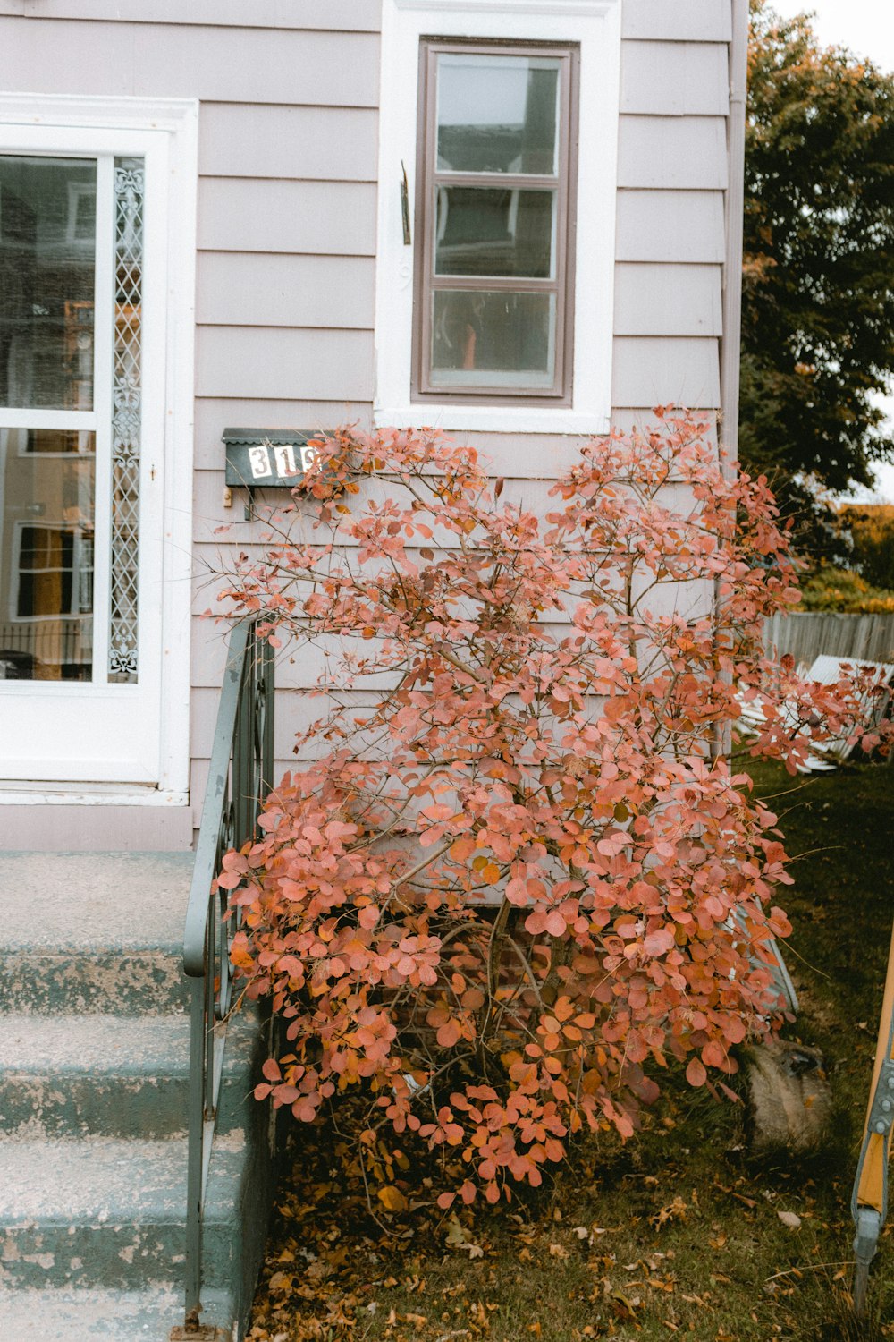 brown leaves on white wooden window