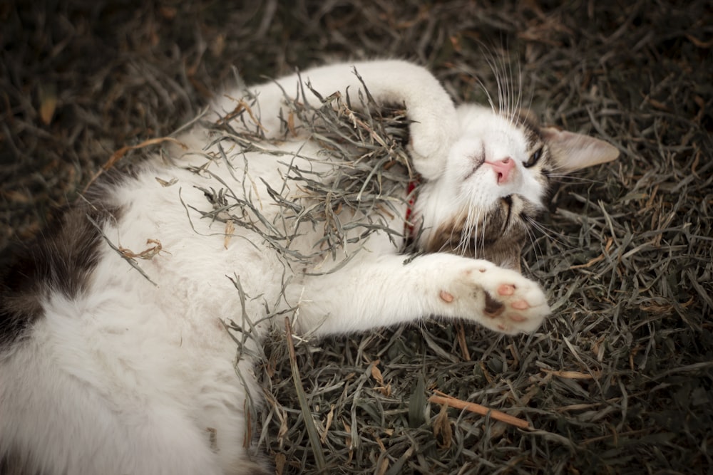 weiße Katze liegt auf braunem Gras