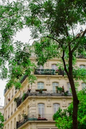 green tree beside white concrete building
