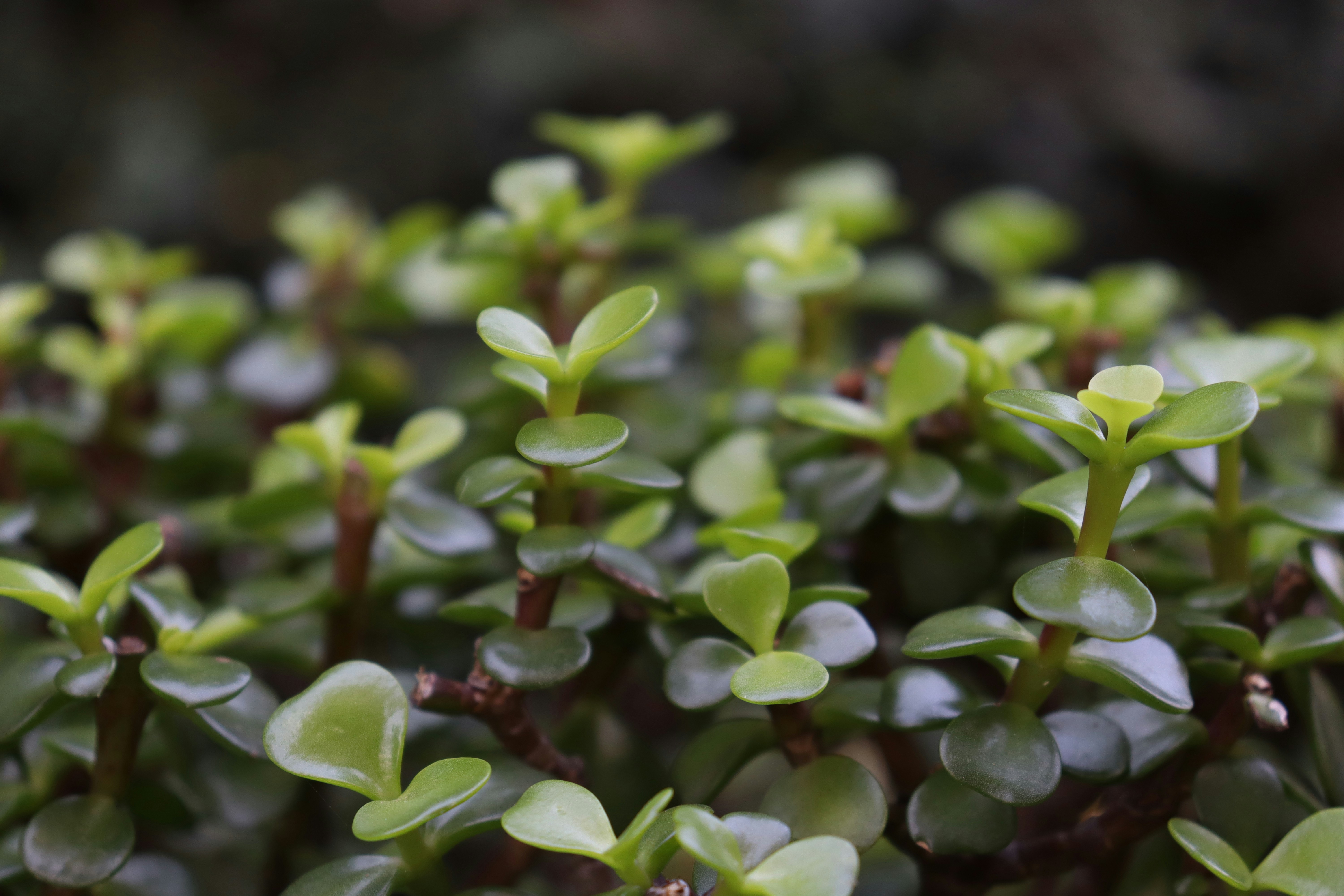 Photo by henrikhcc10