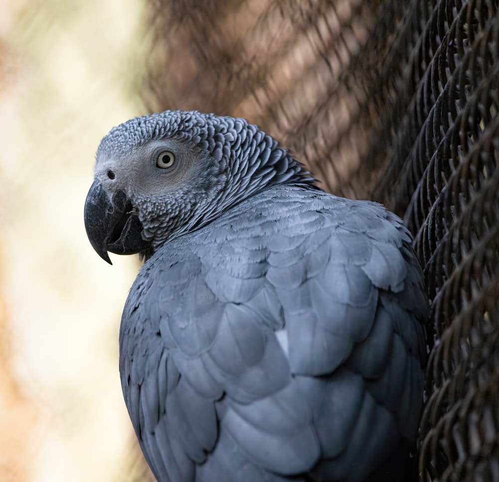 black and white bird on black cage