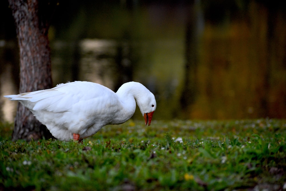 white swan on green grass during daytime