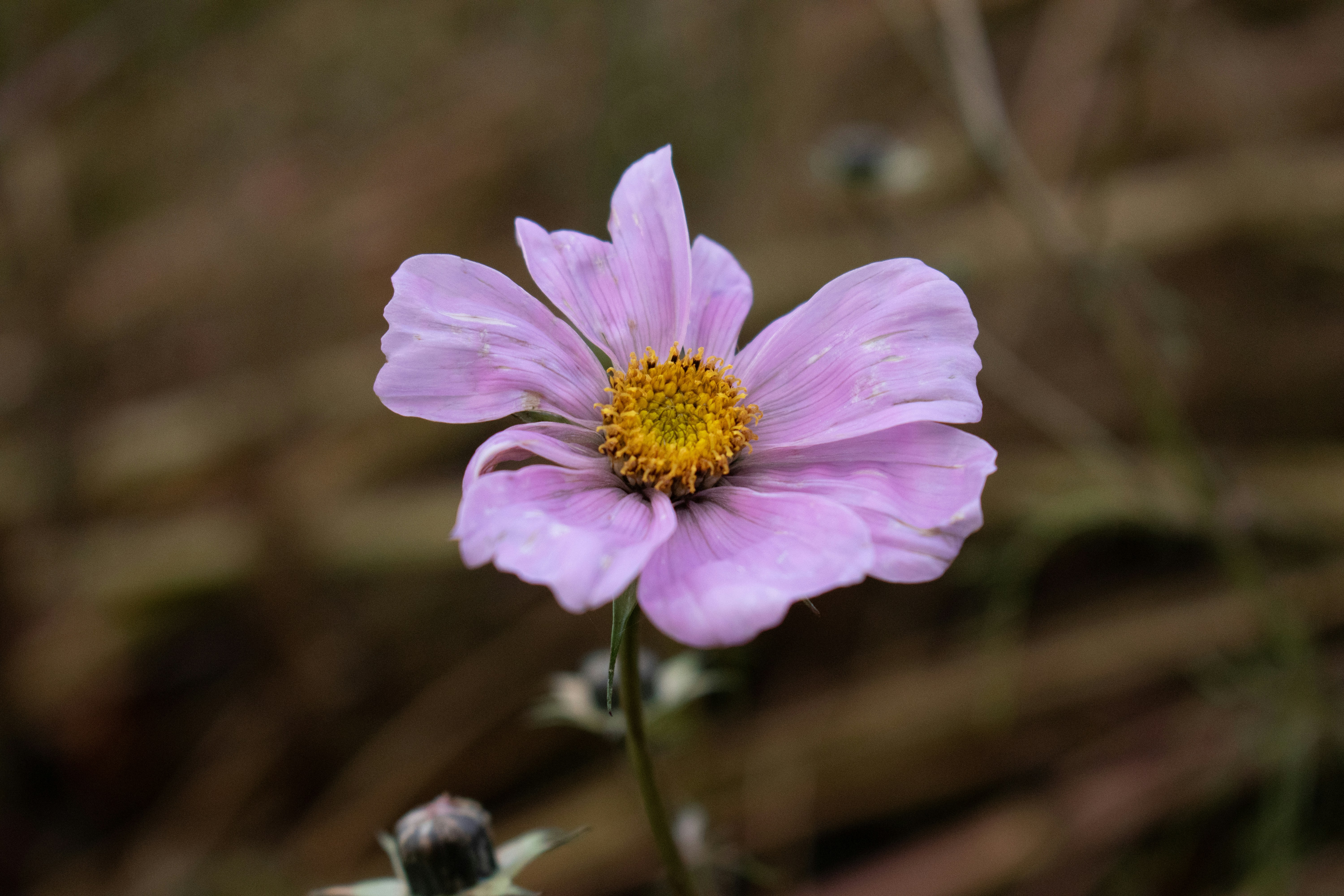 Photo by annaonsplash