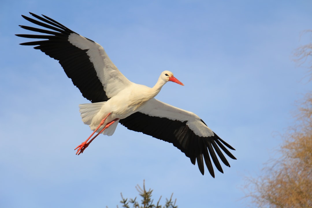  white stork flying during daytime stork