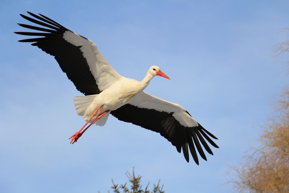 white stork flying during daytime