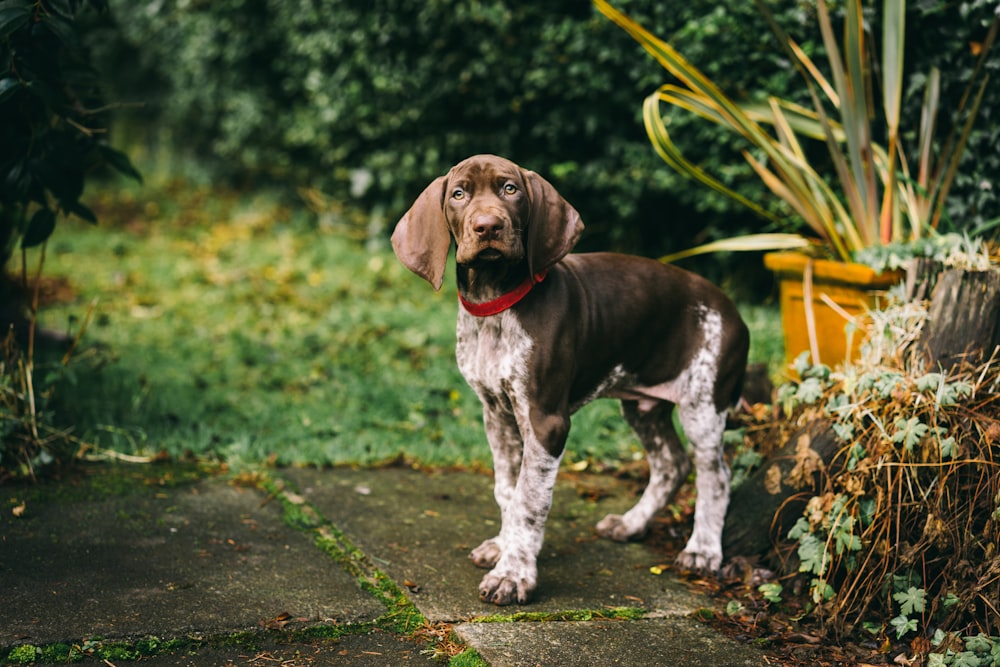 brown and white short coated dog on gray concrete road during daytime