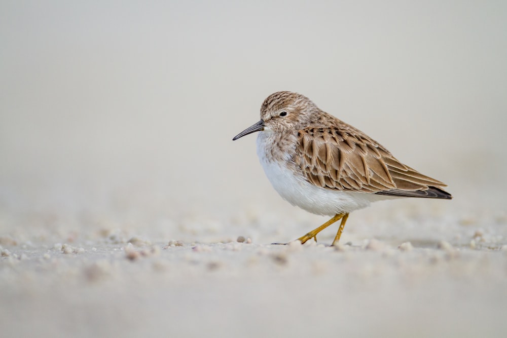 brown and white bird on white snow