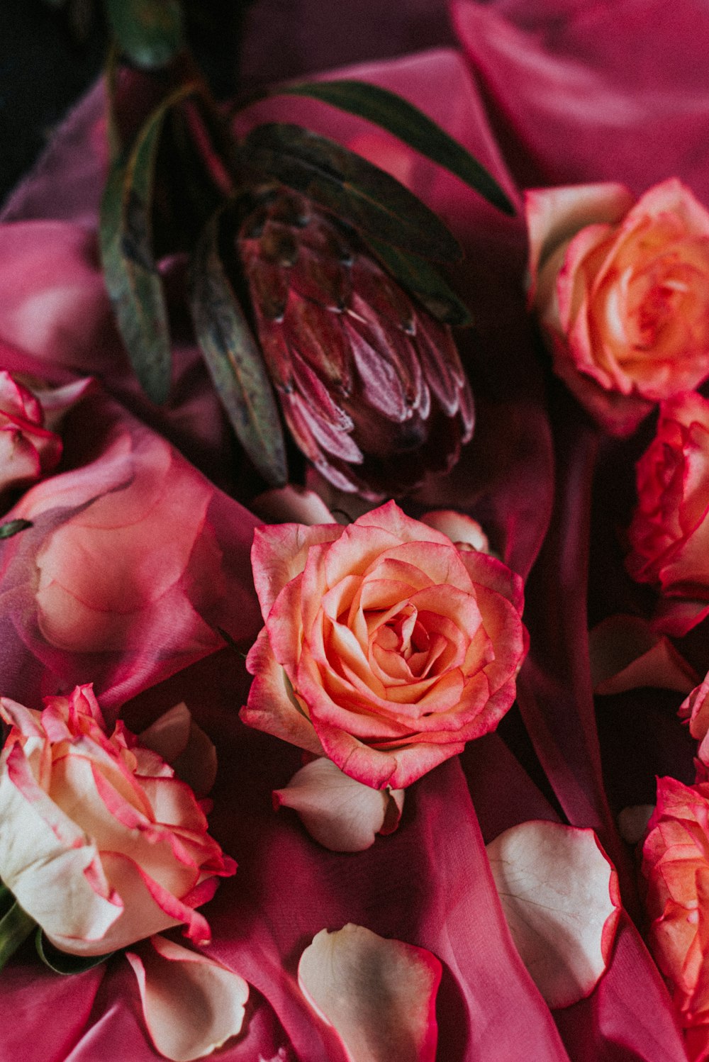 pink and white roses in bloom