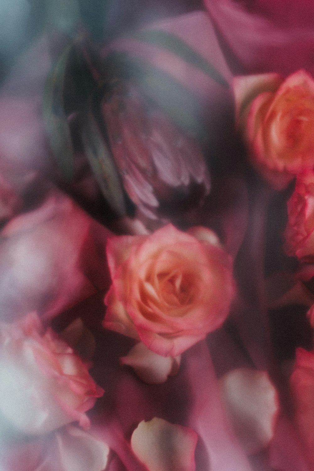 pink and white roses in close up photography